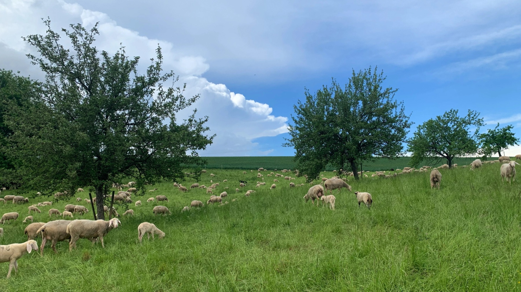 Sheep scattered across a green hillside under a wide sky