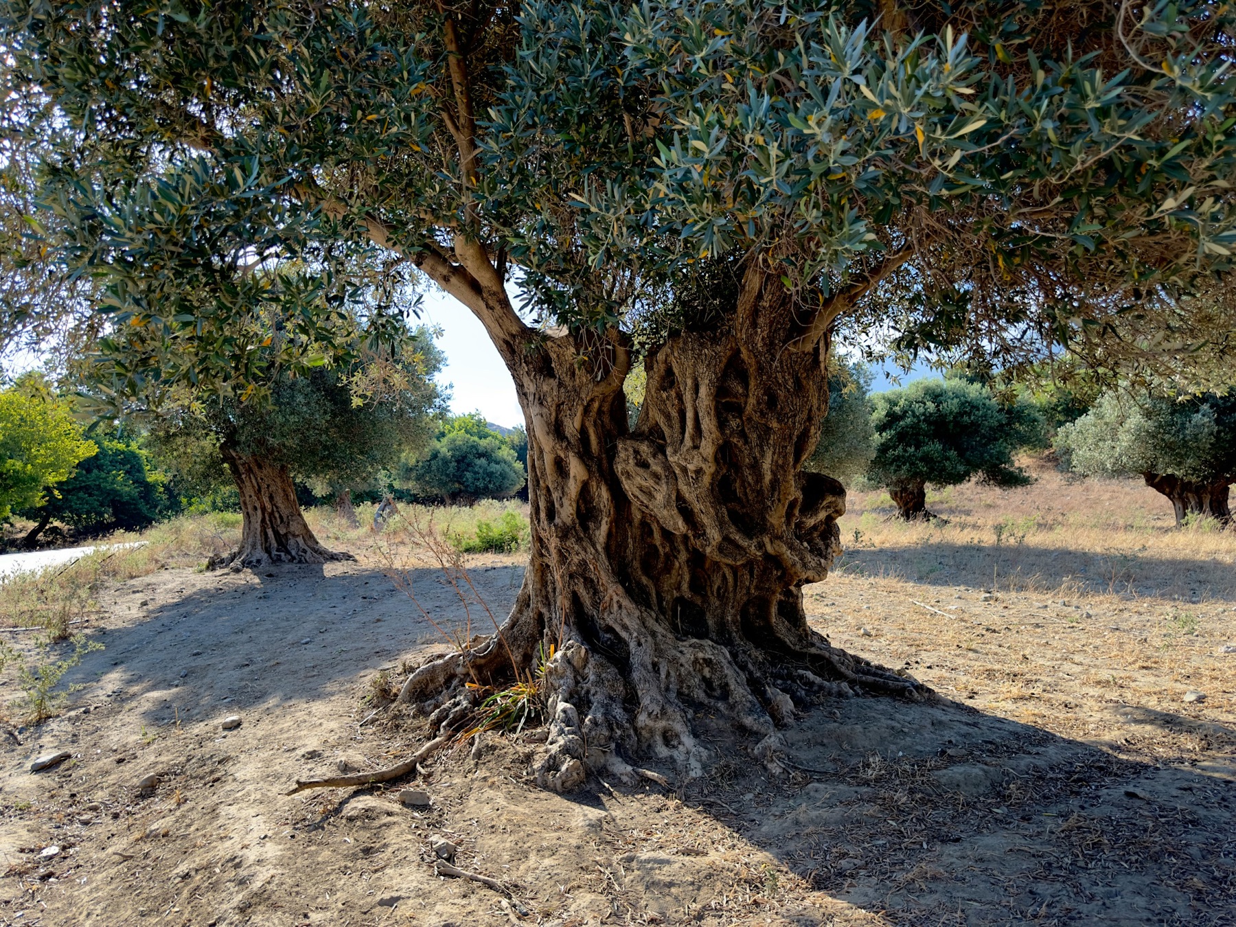 An old olive tree with a twisted trunk in an olive grove