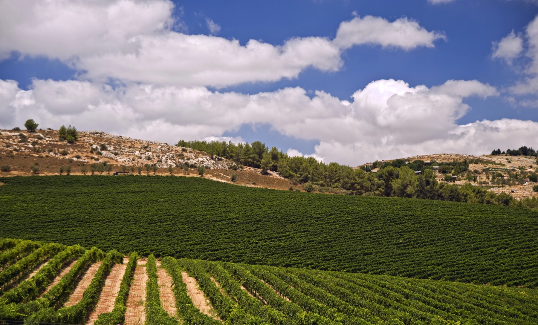 Rows of a vineyard on a hillside in Israel under a blue sky